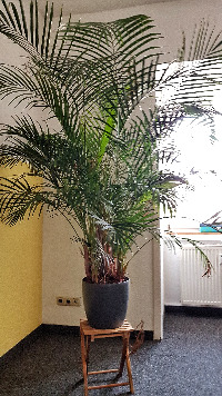 Palme Palme, Fenster