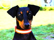 Schülerhilfe - Team - Daja-portrait2-216x162