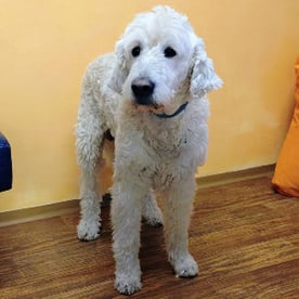 Amicus - ist der geduldigste und entspannteste Zuhörer