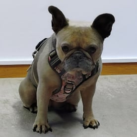 Ellie - verschläft meistens den Nachhilfeunterricht